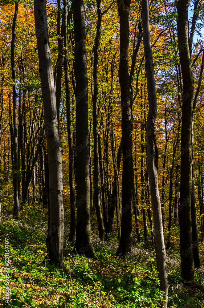 Fototapeta premium las jesienią 