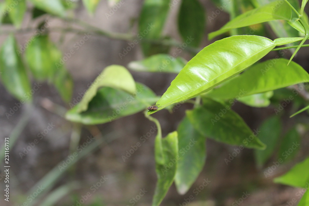 fly on green sheet fly on green sheet