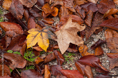 texture of wet autumnal leaves falling on the floor in urban park