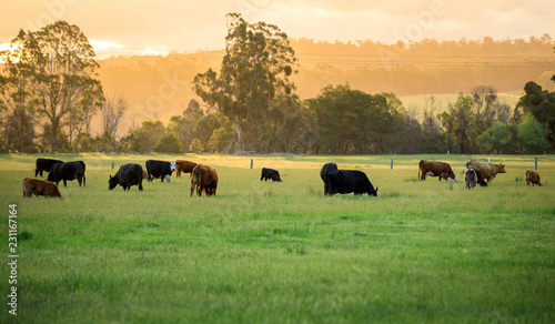 Australian cattle farm in Victoria, Australia