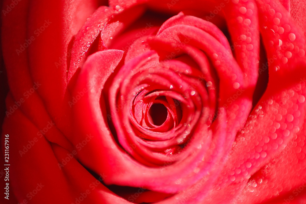 UNA ROSA CON GOTAS DE AGUA EN MACRO UNA ROSA CON GOTAS DE AGUA EN MACRO