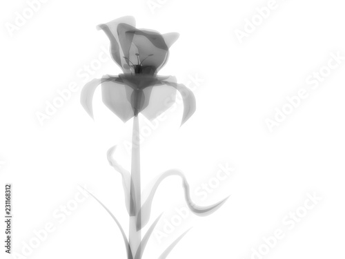 Radiography flower photo, macro on white, x-ray semi transparent, model, art and science, 3D rendering image