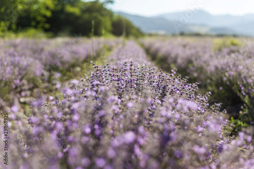 Fototapeta Naklejka Na Ścianę i Meble -  Sunny lavender flowers