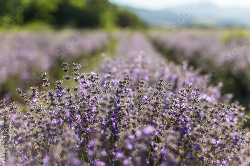 Fototapeta Naklejka Na Ścianę i Meble -  Sunny lavender flowers