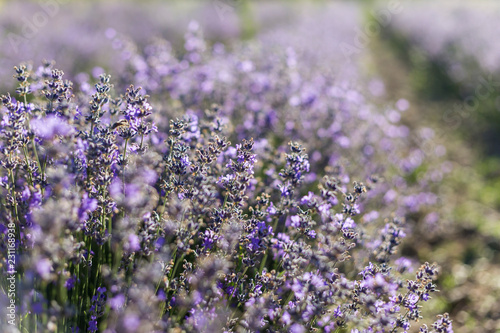 Fototapeta Naklejka Na Ścianę i Meble -  Sunny lavender flowers