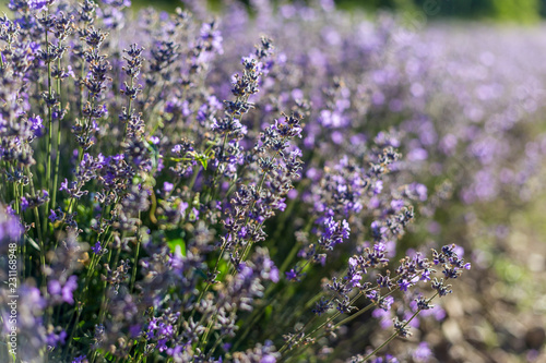 Fototapeta Naklejka Na Ścianę i Meble -  Sunny lavender flowers