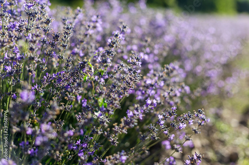 Fototapeta Naklejka Na Ścianę i Meble -  Sunny lavender flowers