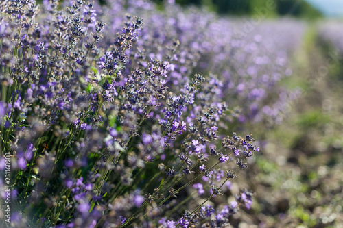 Fototapeta Naklejka Na Ścianę i Meble -  Sunny lavender flowers