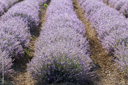 Fototapeta Naklejka Na Ścianę i Meble -  Rows of lavender in a garden