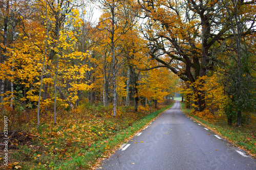 Nature of Sweden in autumn, Autumn fall landscape with empty road © art_of_line