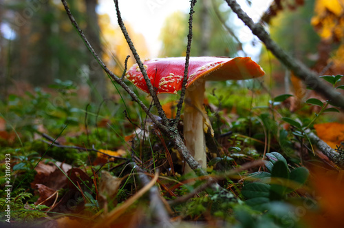 Red poisonous Fly Agaric mushroom in forest, Close-up photo with short focus, Nature of Sweden photo