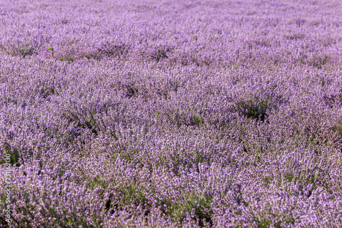 Rows of lavender in a garden