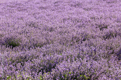 Fototapeta Naklejka Na Ścianę i Meble -  Rows of lavender in a garden