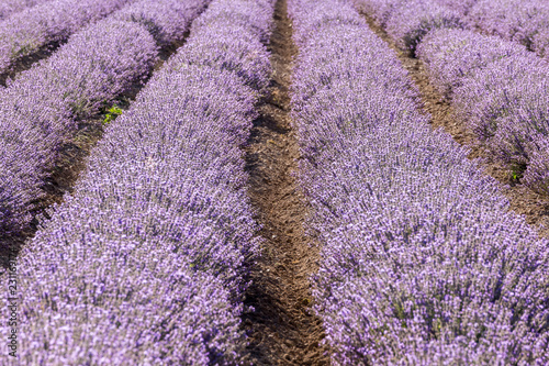 Fototapeta Naklejka Na Ścianę i Meble -  Rows of lavender in a garden