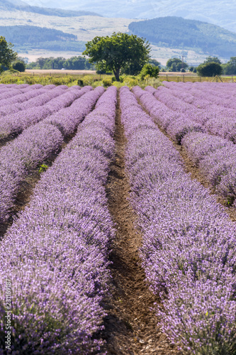 Fototapeta Naklejka Na Ścianę i Meble -  Rows of lavender in a garden