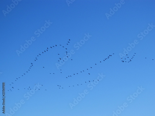 flock of birds flying in the blue sky