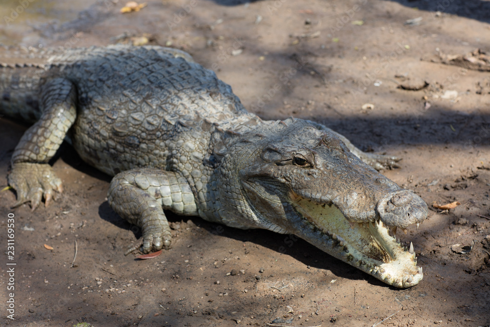 Fototapeta premium Sacred crocodile, Burkina Faso