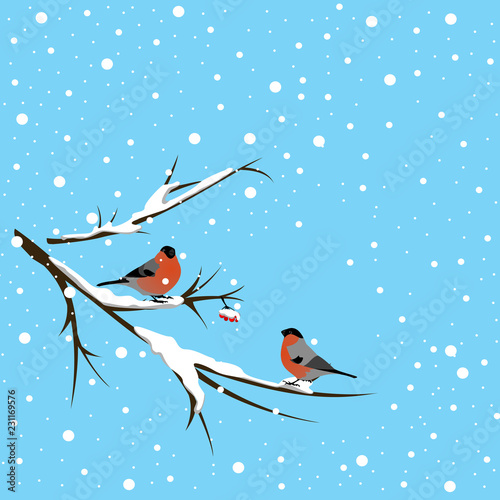 Two bullfinches sitting on a snowy branch of a mountain ash