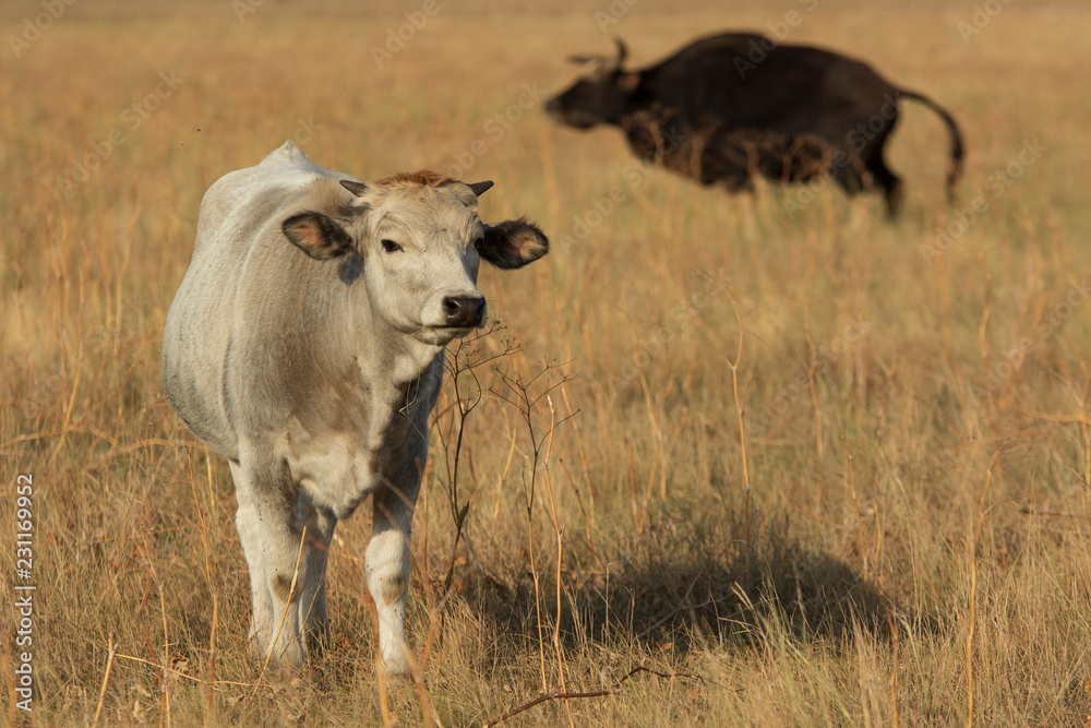 Grey cow of a ukrainian grey breed stands in a dry field with black bull at background Grey cow of a ukrainian grey breed stands in a dry field with black bull at background