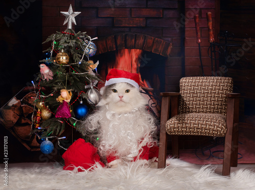 cat dressed as Santa Claus brought gifts