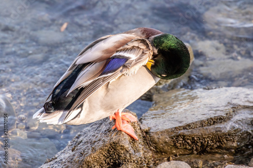 Stockente beim Schlafen photo