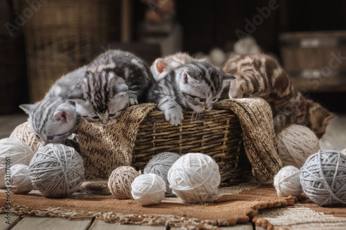 Fototapeta Naklejka Na Ścianę i Meble -  Small striped kitten in the old basket