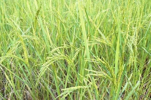 Fresh rice in rice fields