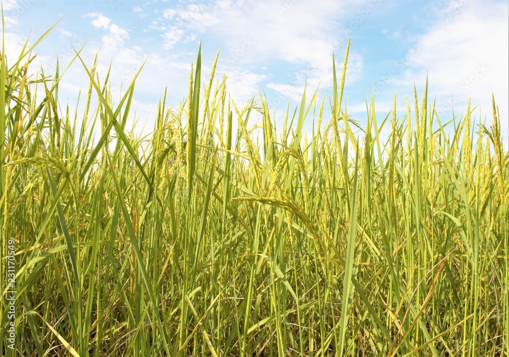 Green of rice in paddy rice field under blue sky