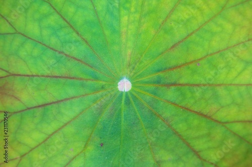 Green lotus leaf texture