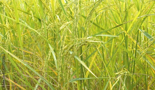Green of rice in paddy rice field