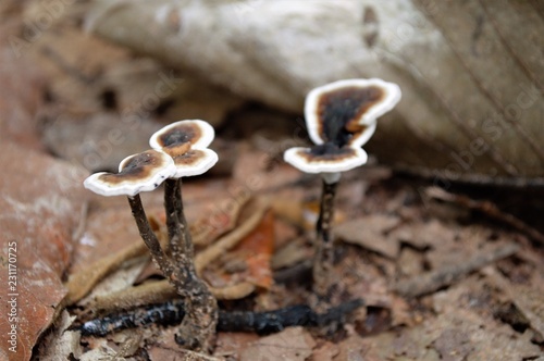 mushroom with black caps  in the forest