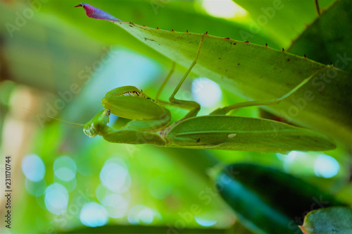 Mantis  (probably Spondromantis viridis) lurking on the green leaf