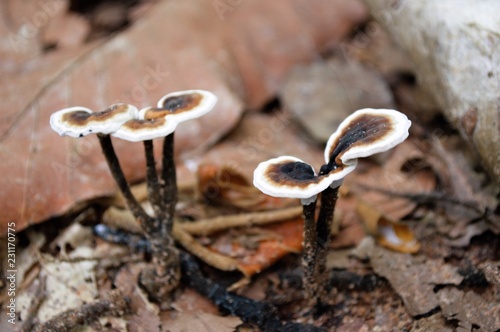 mushroom with black   in the forest