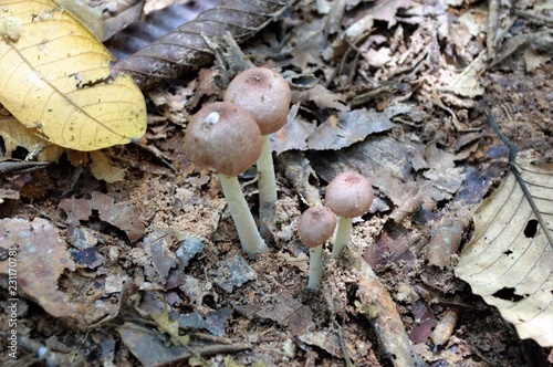 Twin mushrooms growing together in the woods. Collection of natural eco-friendly and vegetarian food