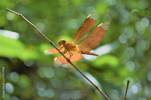 Ruddy Darter Dragonfly perched on stalk