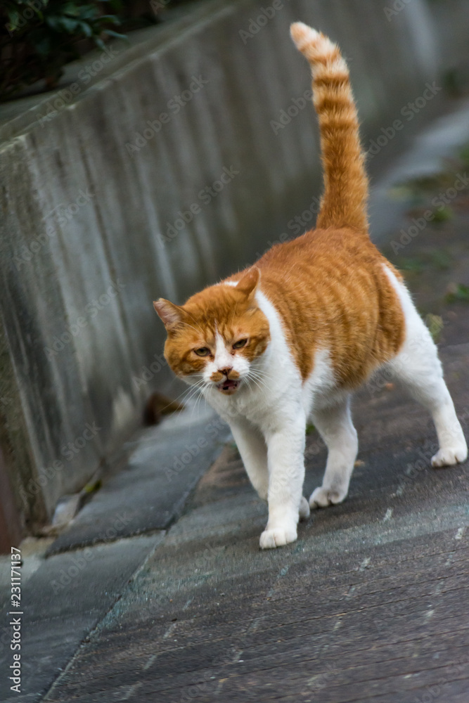 街猫 野良猫 街猫 野良猫