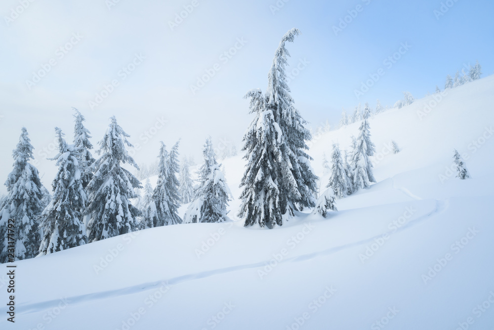 Fototapeta premium Snowy weather in the mountain spruce forest