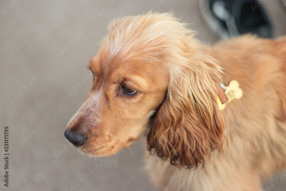 Beautiful Cute Golden Brown Cocker Spaniel Dog Puppy