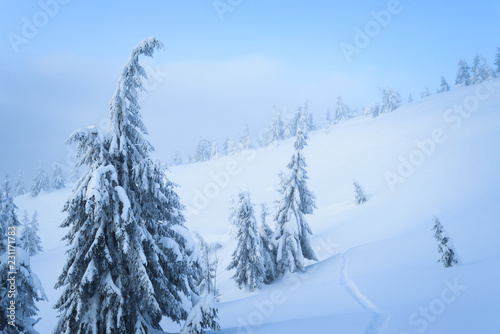 Winter weather in the mountain spruce forest © Oleksandr Kotenko