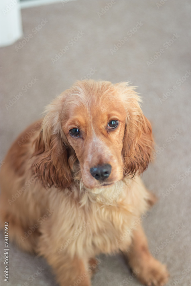 Beautiful Cute Golden Brown Cocker Spaniel Dog Puppy
