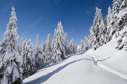 Winter nature with spruce forest and footpath in the snow