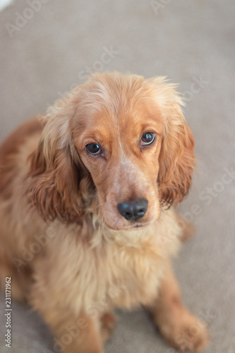 Beautiful Cute Golden Brown Cocker Spaniel Dog Puppy 