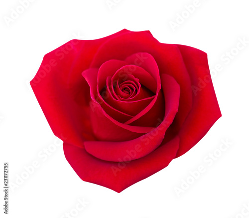 Red rose isolated on white background  clipping path and - soft focus
