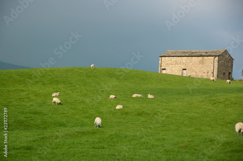 Sheep and Field Barn