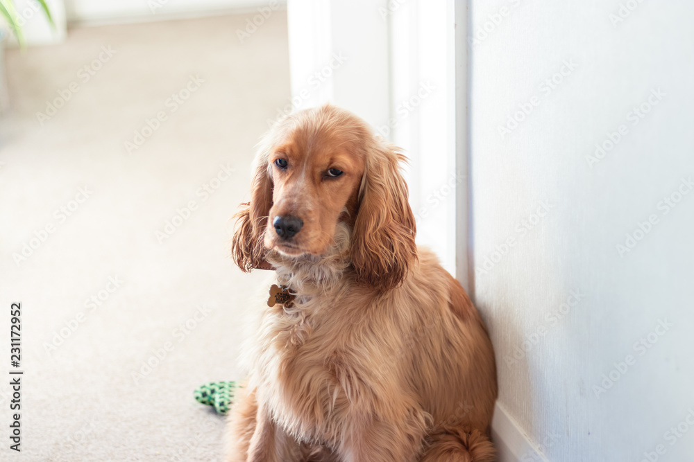 Beautiful Cute Golden Brown Cocker Spaniel Dog Puppy 