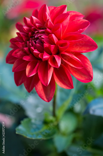 Red dahlia in bloom