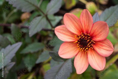 Pink blossom of beautiful daisy flower