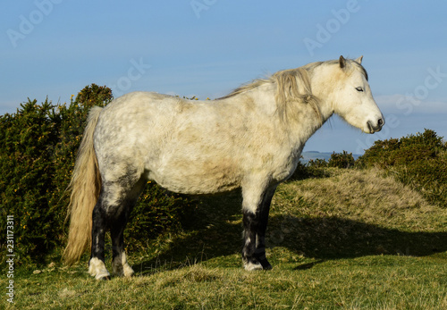 Grey pony © Sashinax