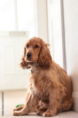 Beautiful Cute Golden Brown Cocker Spaniel Dog Puppy 