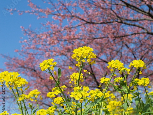函南桜と共に咲く菜の花